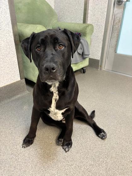 Enlarge Kobe, a Adoptable mixed breed in Roseville, CA image 1/1