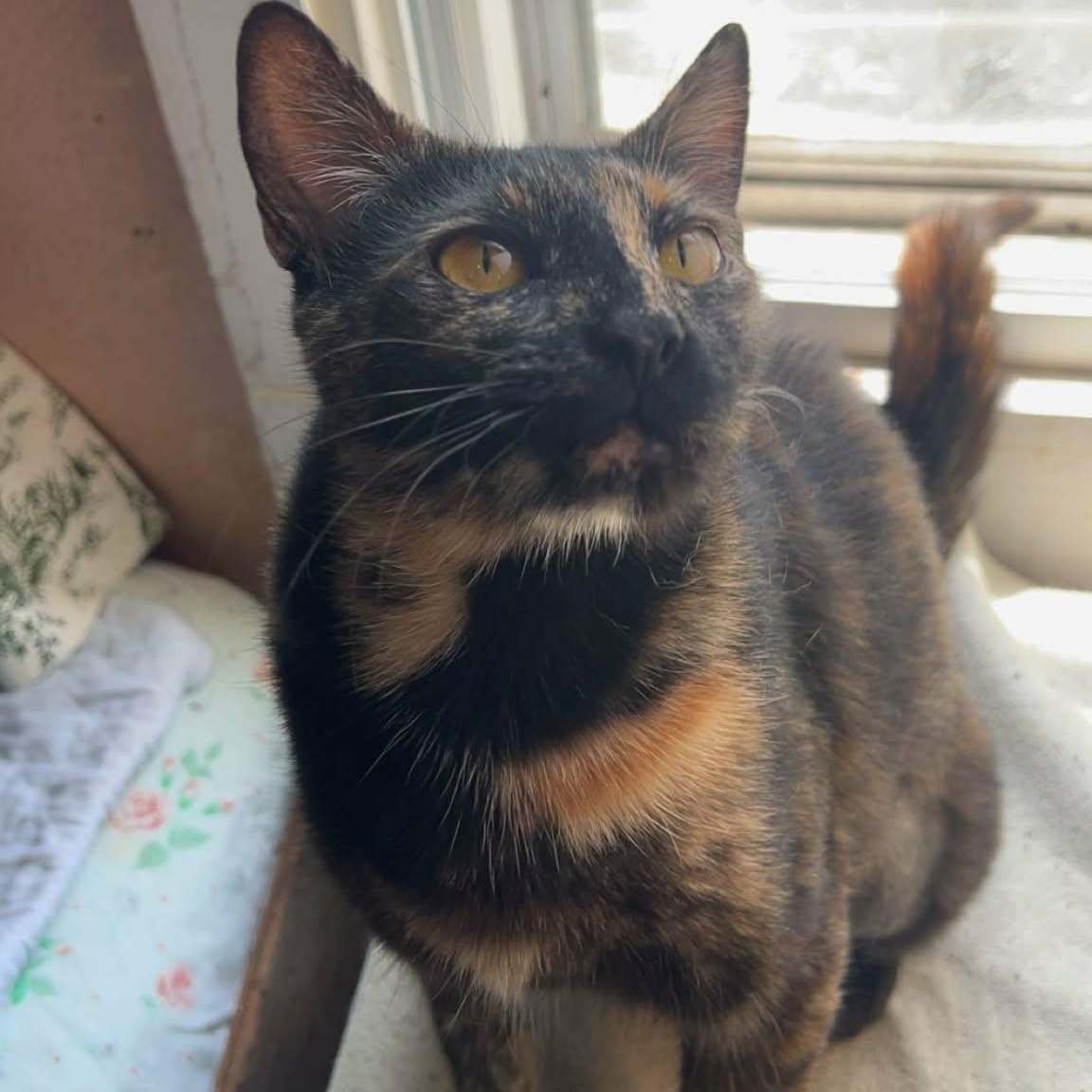Dawn , a ADOPTABLE Domestic Short Hair in Fort Oglethorpe, GA image 3/4