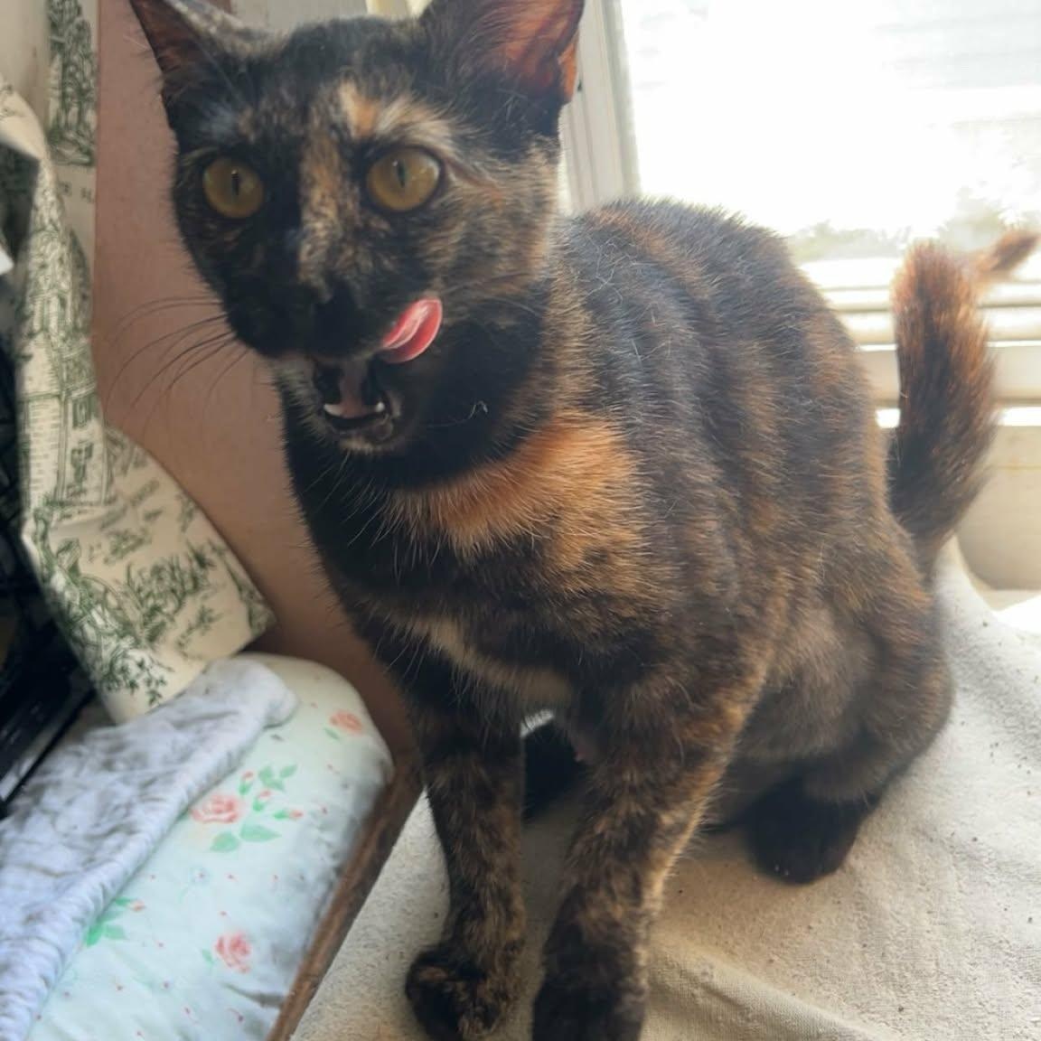 Dawn , a ADOPTABLE Domestic Short Hair in Fort Oglethorpe, GA image 2/4