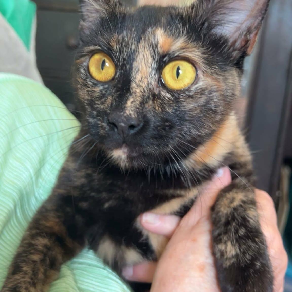 Dawn , ADOPTABLE, Young Female Domestic Short Hair.