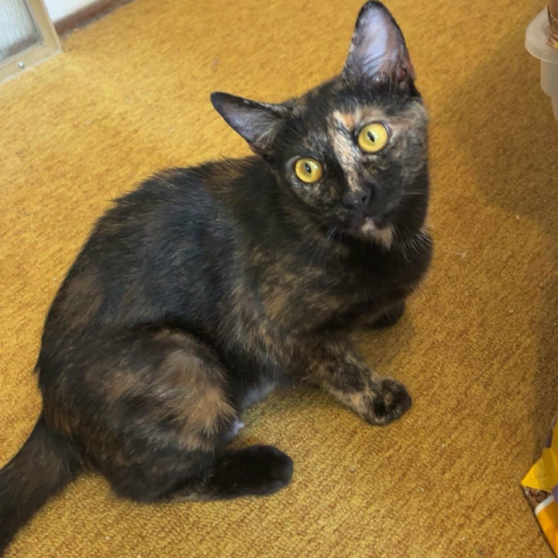 Dawn , a ADOPTABLE Domestic Short Hair in Fort Oglethorpe, GA image 4/4