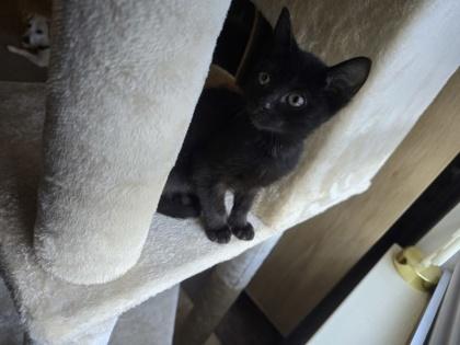 Enlarge Ozzy, a Adoptable Domestic Short Hair in Knoxville, TN image 1/3