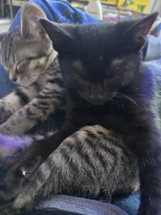 Ozzy, Adoptable, Kitten Male Domestic Short Hair & Domestic Short Hair.