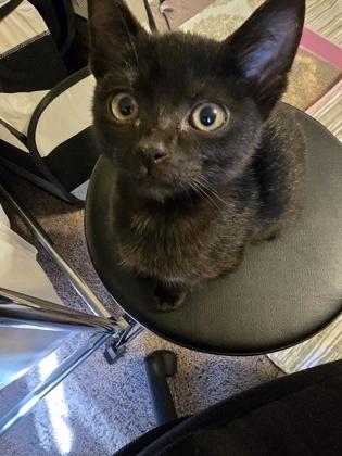 Enlarge Ozzy, a Adoptable Domestic Short Hair in Knoxville, TN image 3/3