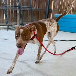 Enlarge Rudy (Foster or Adopter), a Adoptable mixed breed in Moyock, NC image 2/5