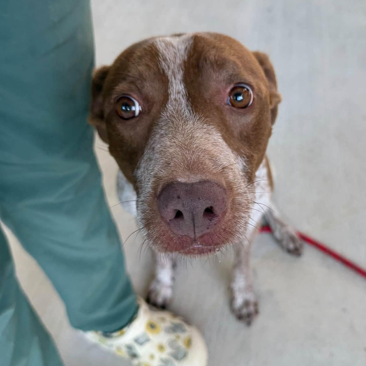 Enlarge Rudy (Foster or Adopter), a Adoptable mixed breed in Moyock, NC image 3/5