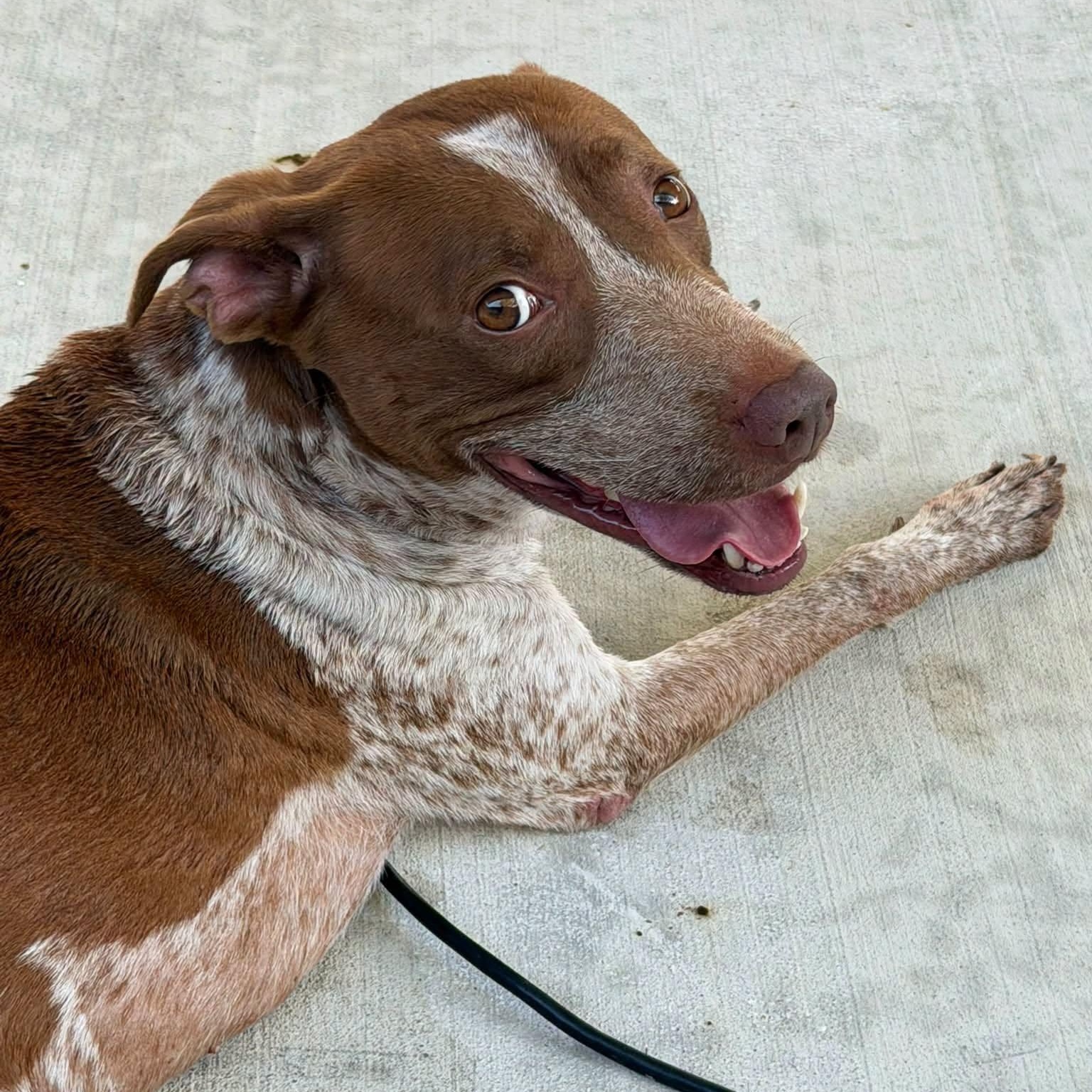 Rudy (Foster or Adopter), Adoptable, Young Male Pointer & Pit Bull Terrier.