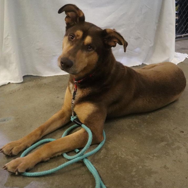 Enlarge Kipper - Paws Behind Bars Prison Trained, a ADOPTABLE mixed breed in Goshen, KY image 1/3