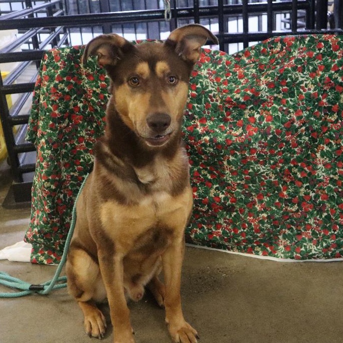 Enlarge Kipper - Paws Behind Bars Prison Trained, a ADOPTABLE mixed breed in Goshen, KY image 3/3