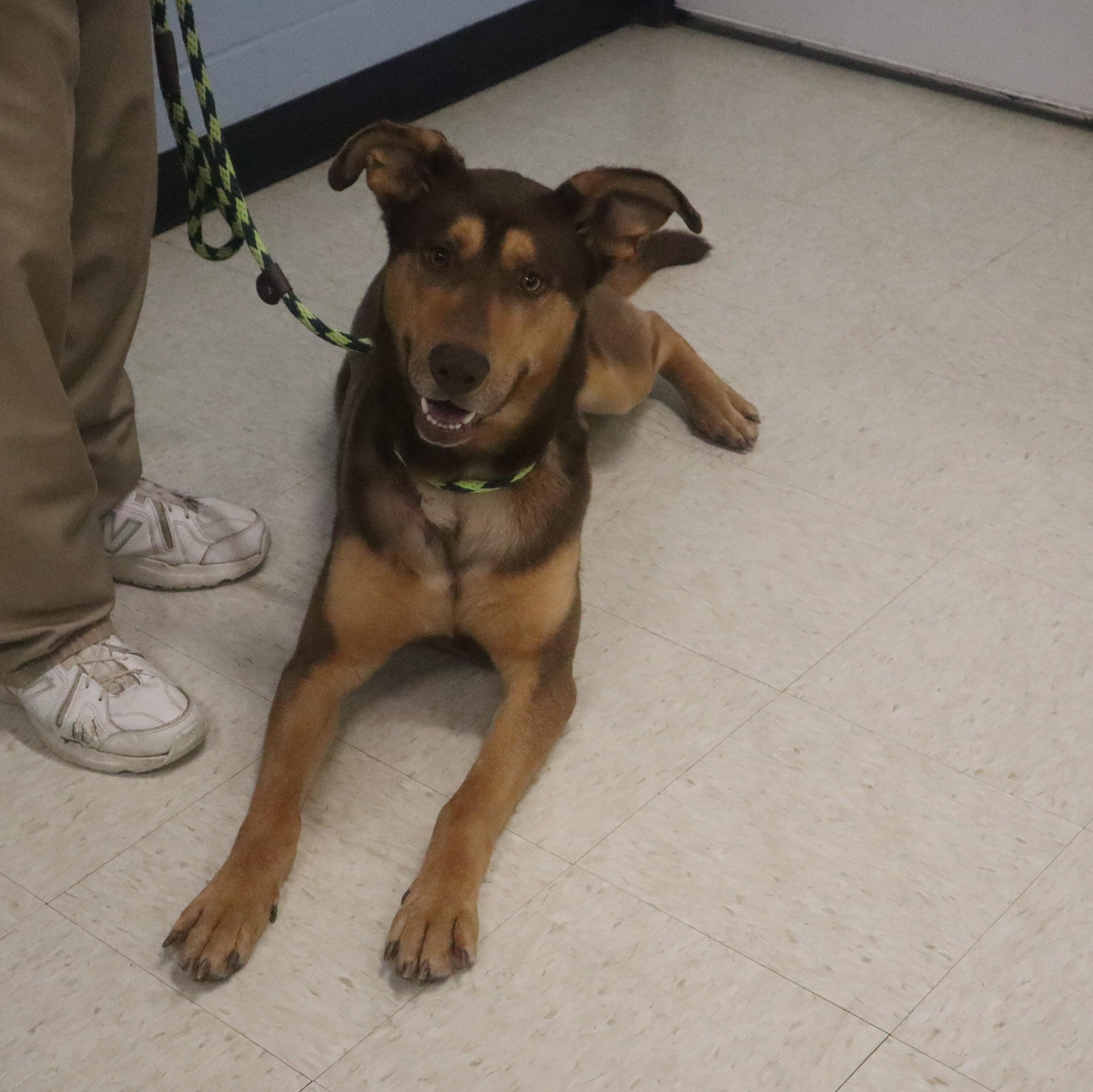 Enlarge Kipper - Paws Behind Bars Prison Trained, a ADOPTABLE mixed breed in Goshen, KY image 2/3