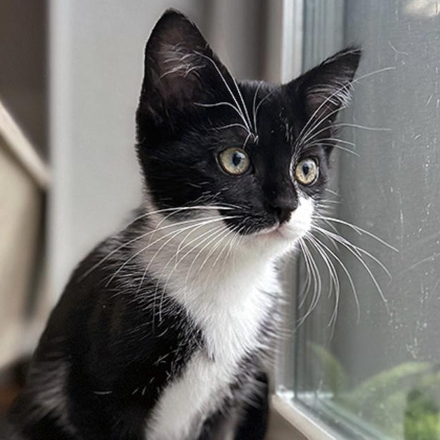 Ava, adopted, Kitten Female Domestic Short Hair.