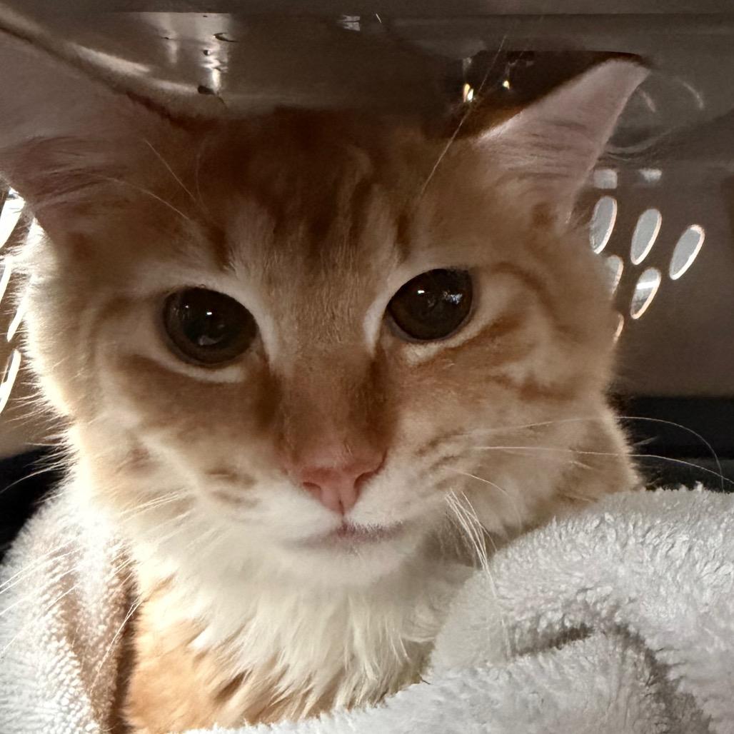 Orpheus, Adoptable, Young Male Domestic Medium Hair.