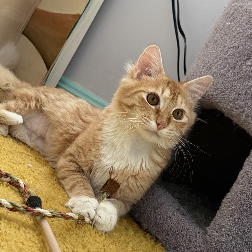 Orpheus, Adoptable, Young Male Domestic Medium Hair.