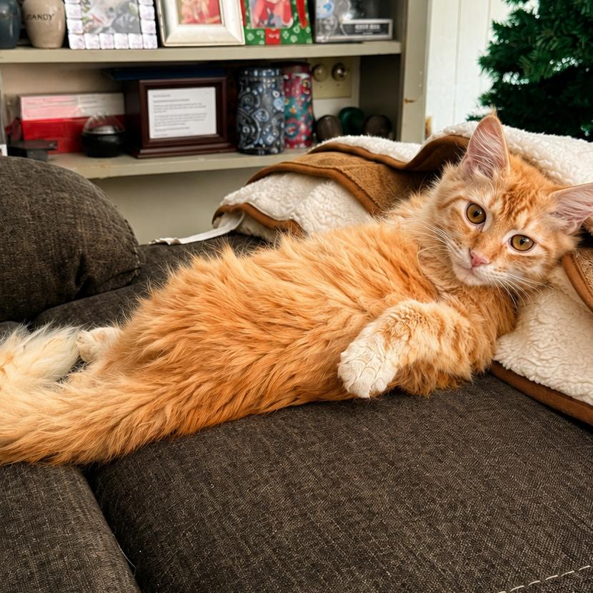 Orpheus, a Adoptable Domestic Medium Hair in Silver Spring, MD image 2/6