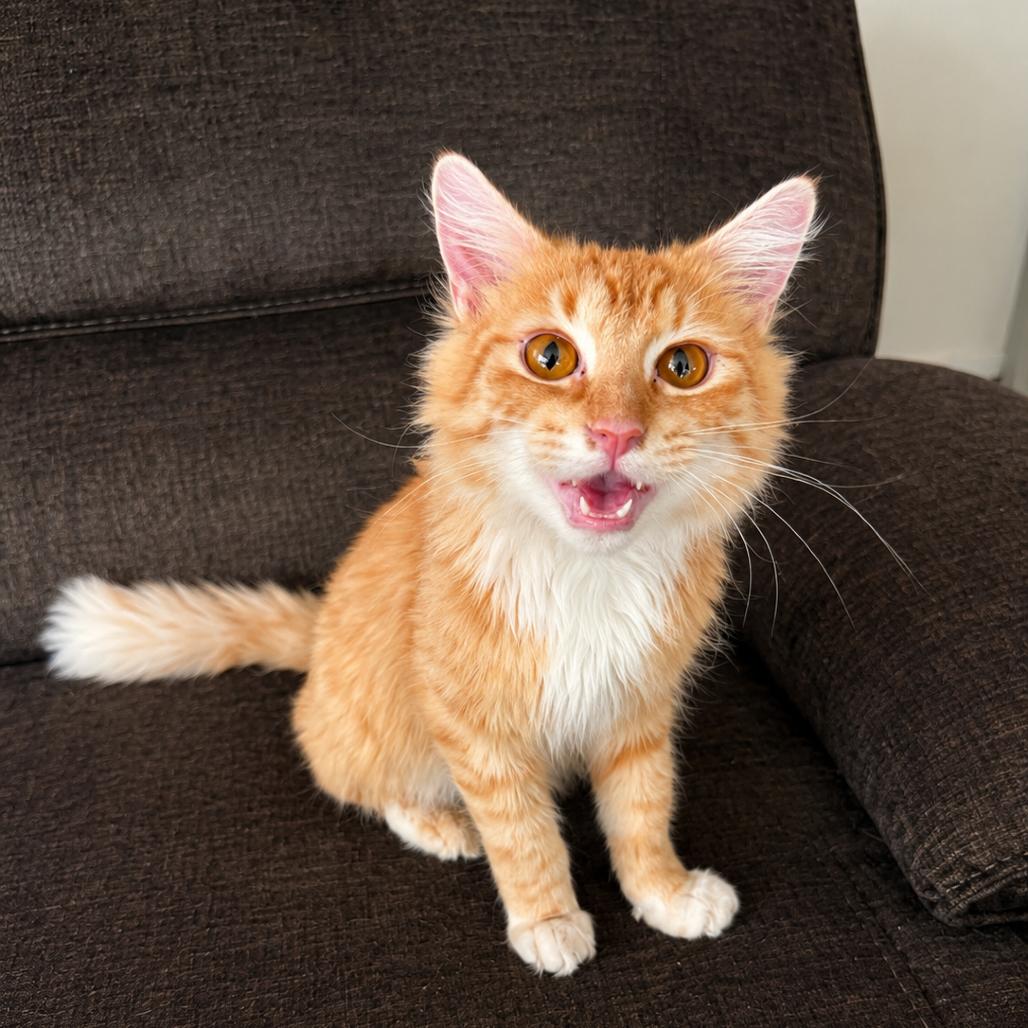 Orpheus, a Adoptable Domestic Medium Hair in Silver Spring, MD image 3/6