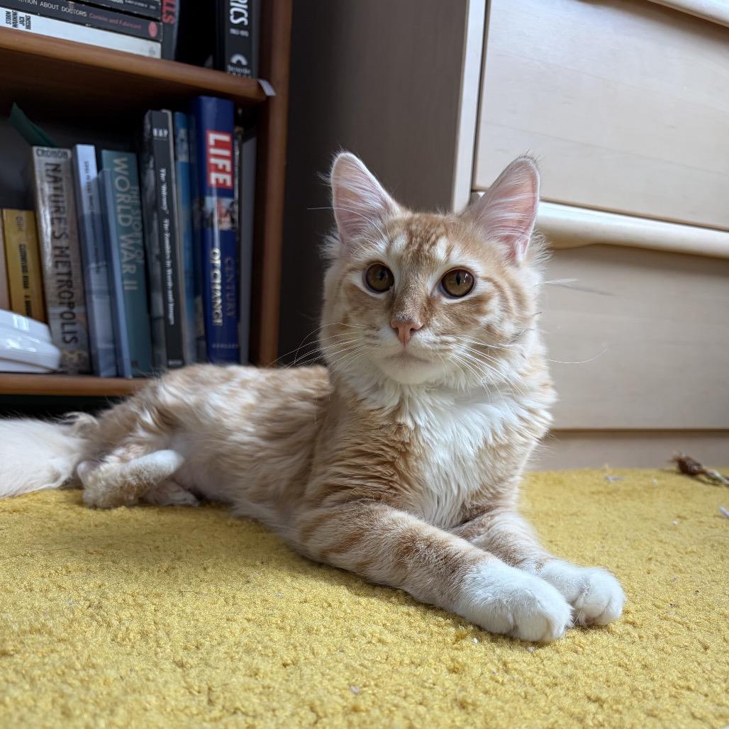 Enlarge Orpheus, a Adoptable Domestic Medium Hair in Silver Spring, MD image 3/4