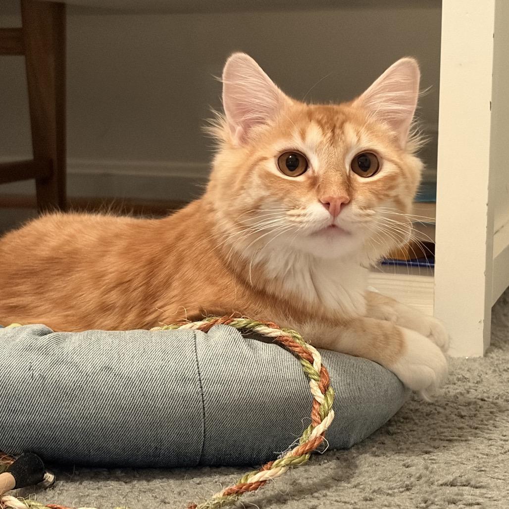 Enlarge Orpheus, a Adoptable Domestic Medium Hair in Silver Spring, MD image 4/4