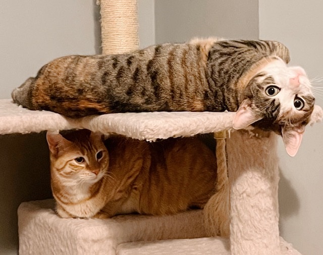 Shorti *bonded with Hoagie*