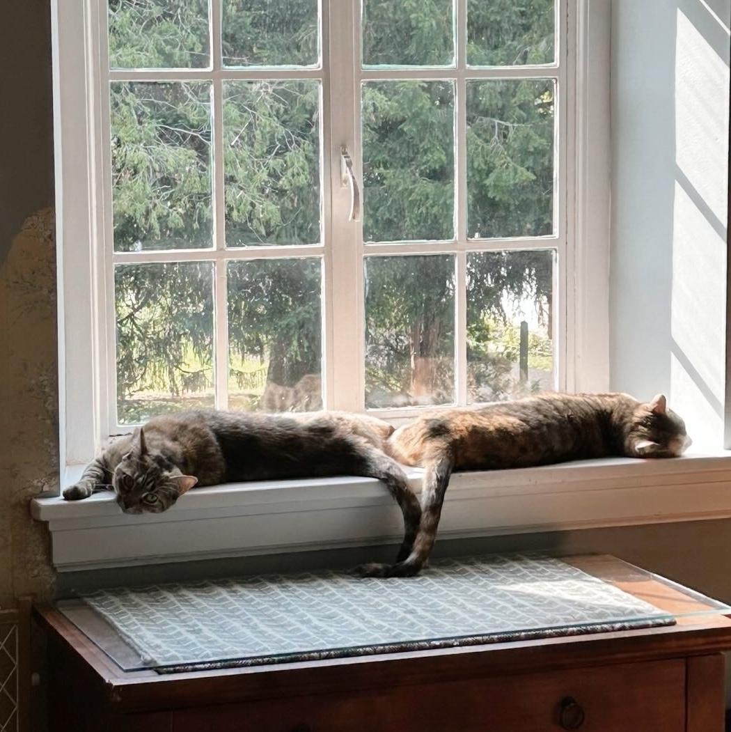 Shorti *bonded with Hoagie*