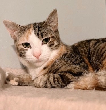 Shorti *bonded with Hoagie*, Young Female Tabby