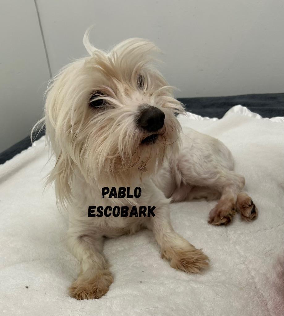Pablo Escobark, Adoptable, Senior Male Lhasa Apso.