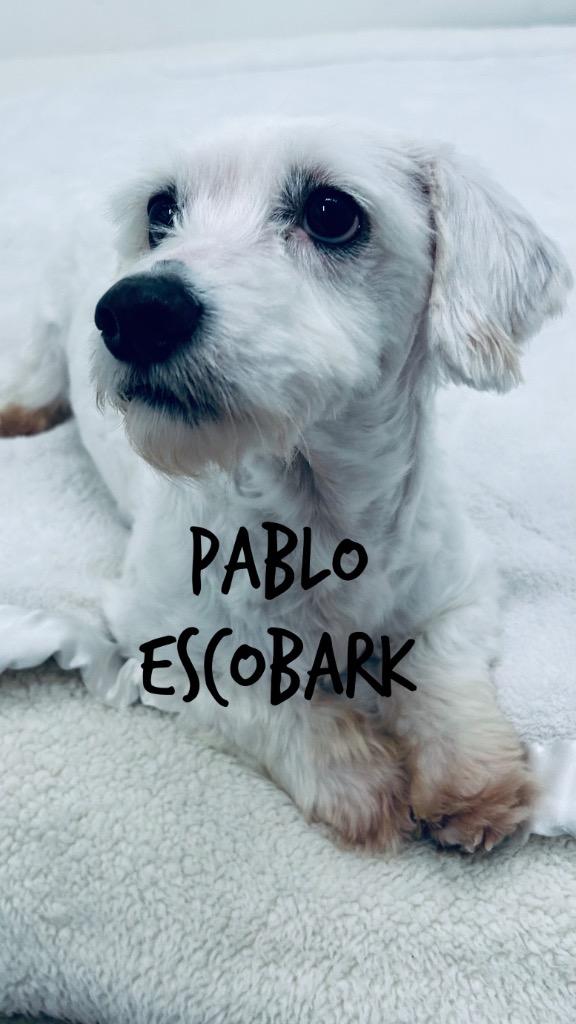 Enlarge Pablo Escobark, a Adoptable Lhasa Apso in Jacksonville, IL image 2/2