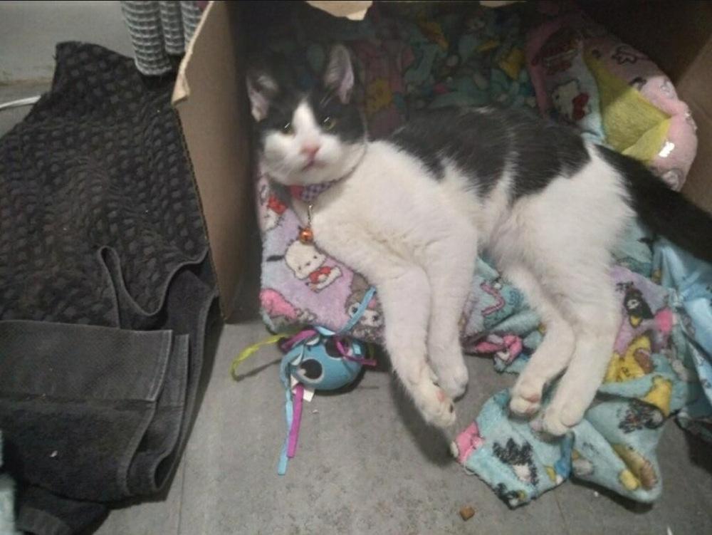 Biscuit, Adoptable, Kitten Male Domestic Short Hair.