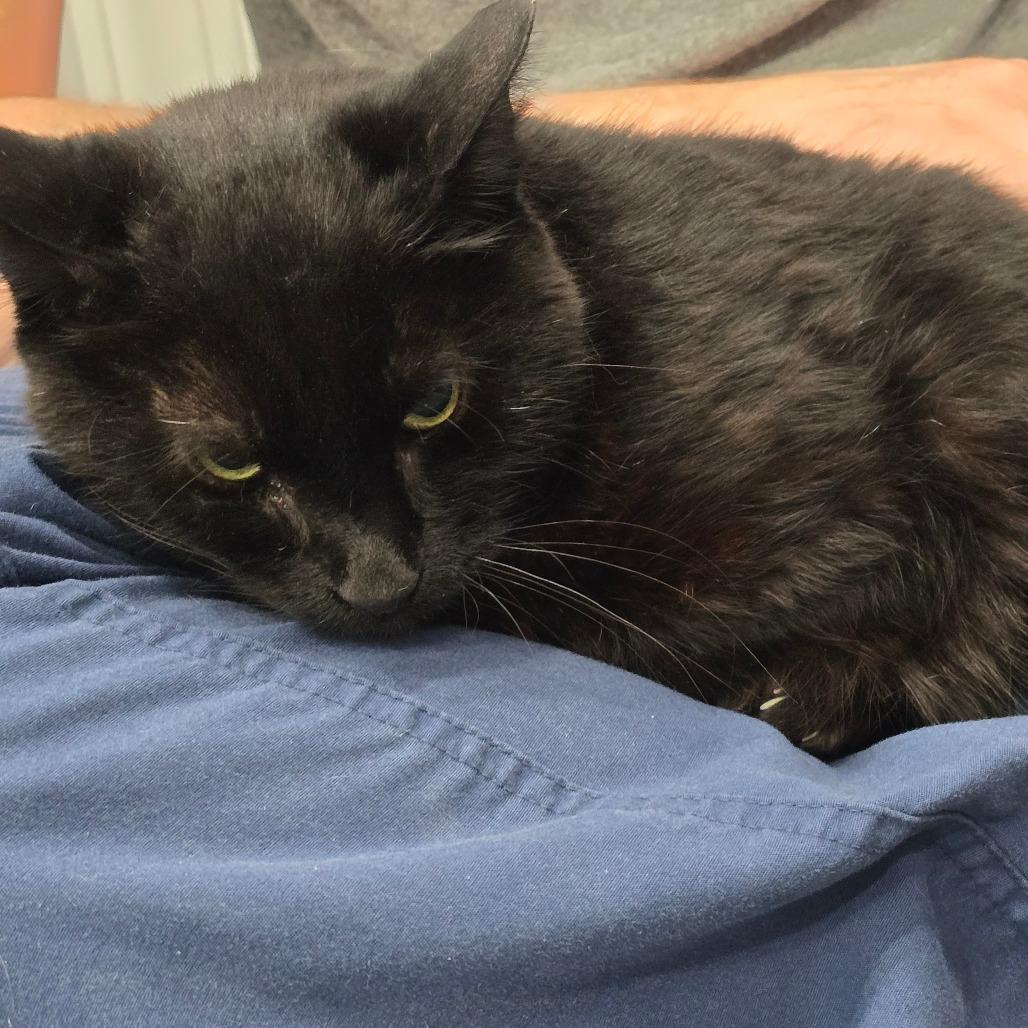 Enlarge Ingrid, a Adoptable Domestic Short Hair in Fairmont, WV image 1/2