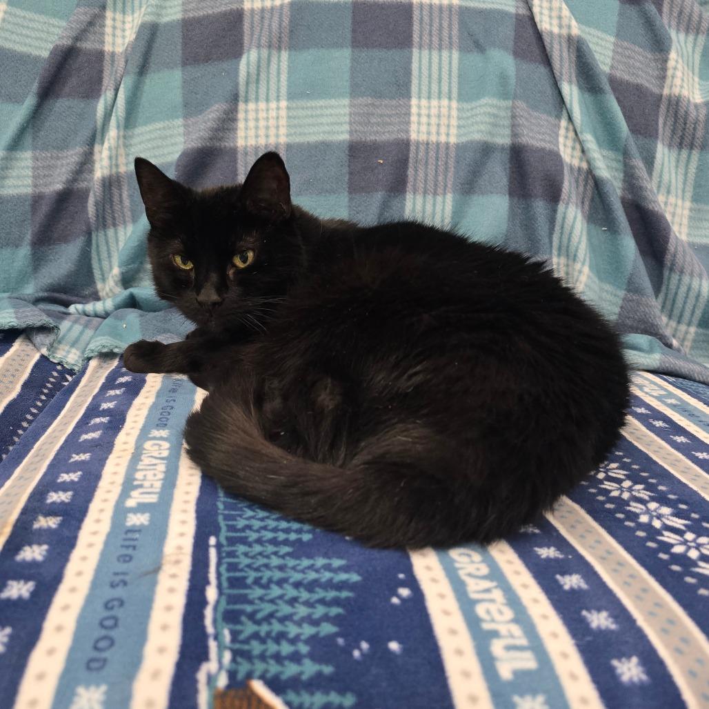 Enlarge Ingrid, a Adoptable Domestic Short Hair in Fairmont, WV image 2/2