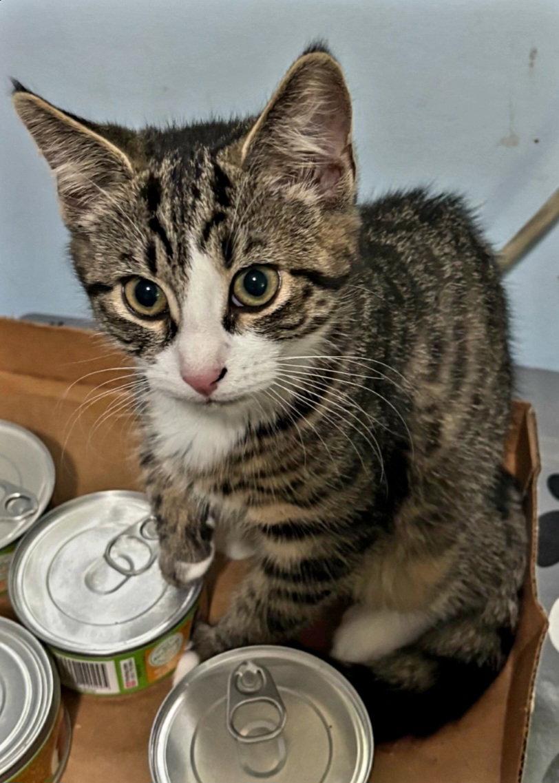 Enlarge Bunny, a Adoptable Domestic Short Hair in Naugatuck, CT image 1/3