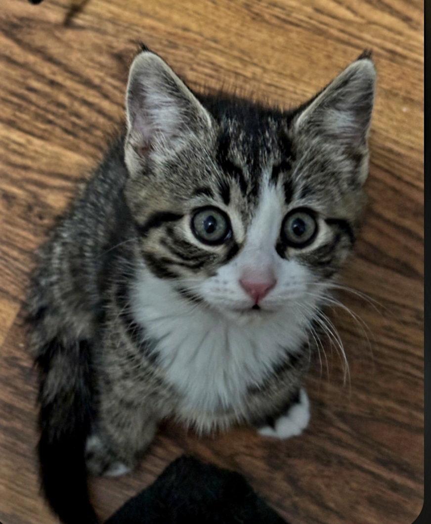 Enlarge Bunny, a Adoptable Domestic Short Hair in Naugatuck, CT image 2/3
