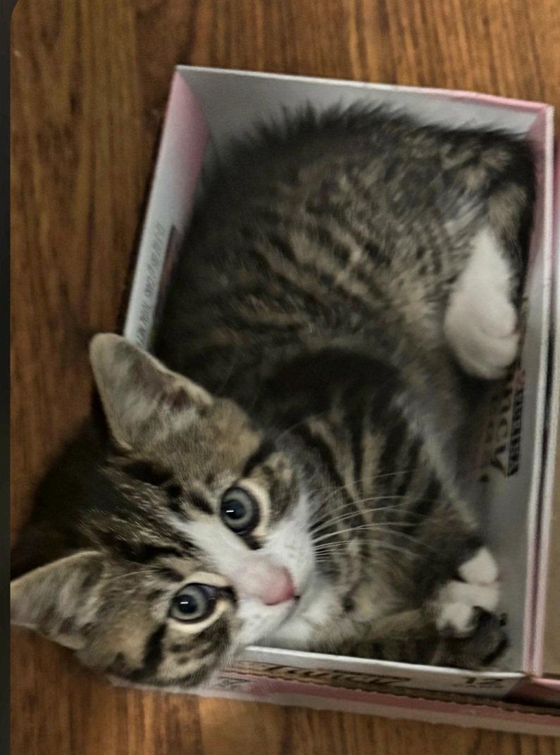Enlarge Bunny, a Adoptable Domestic Short Hair in Naugatuck, CT image 3/3