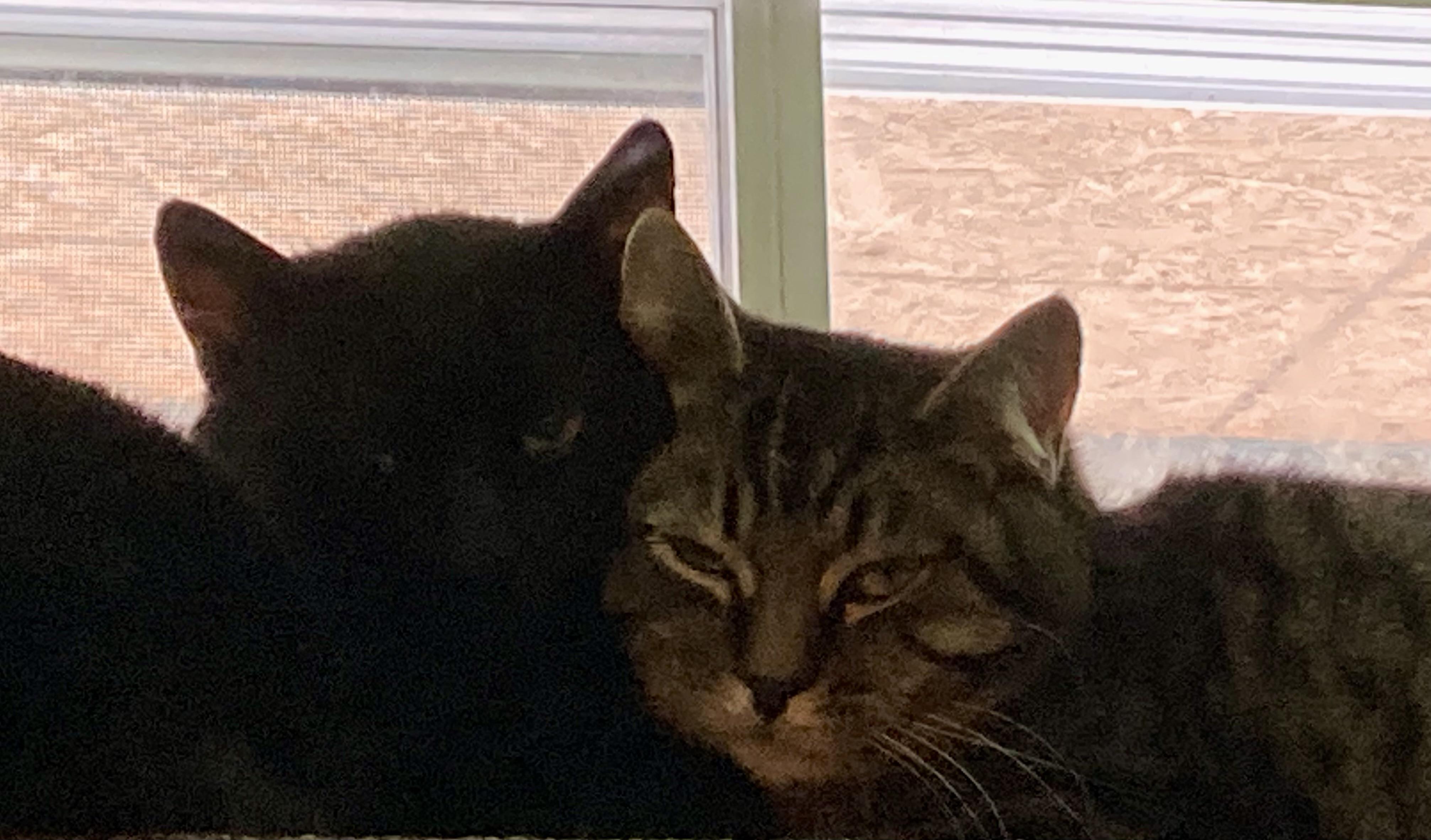 Jake and Jessy, adopted, Young Male Domestic Short Hair.