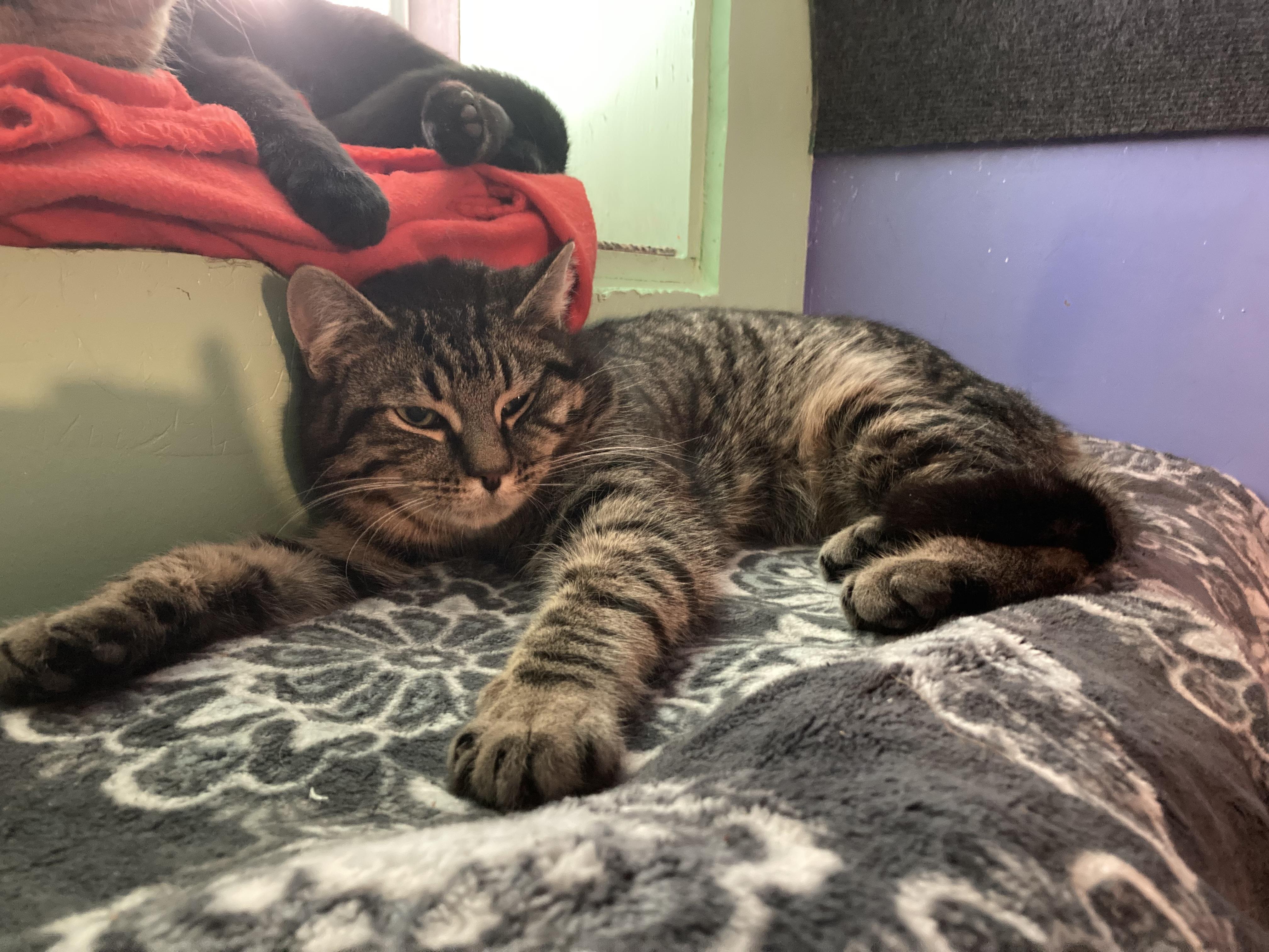 Enlarge Jake and Jessy, an adopted Domestic Short Hair in Albany, NY image 3/4