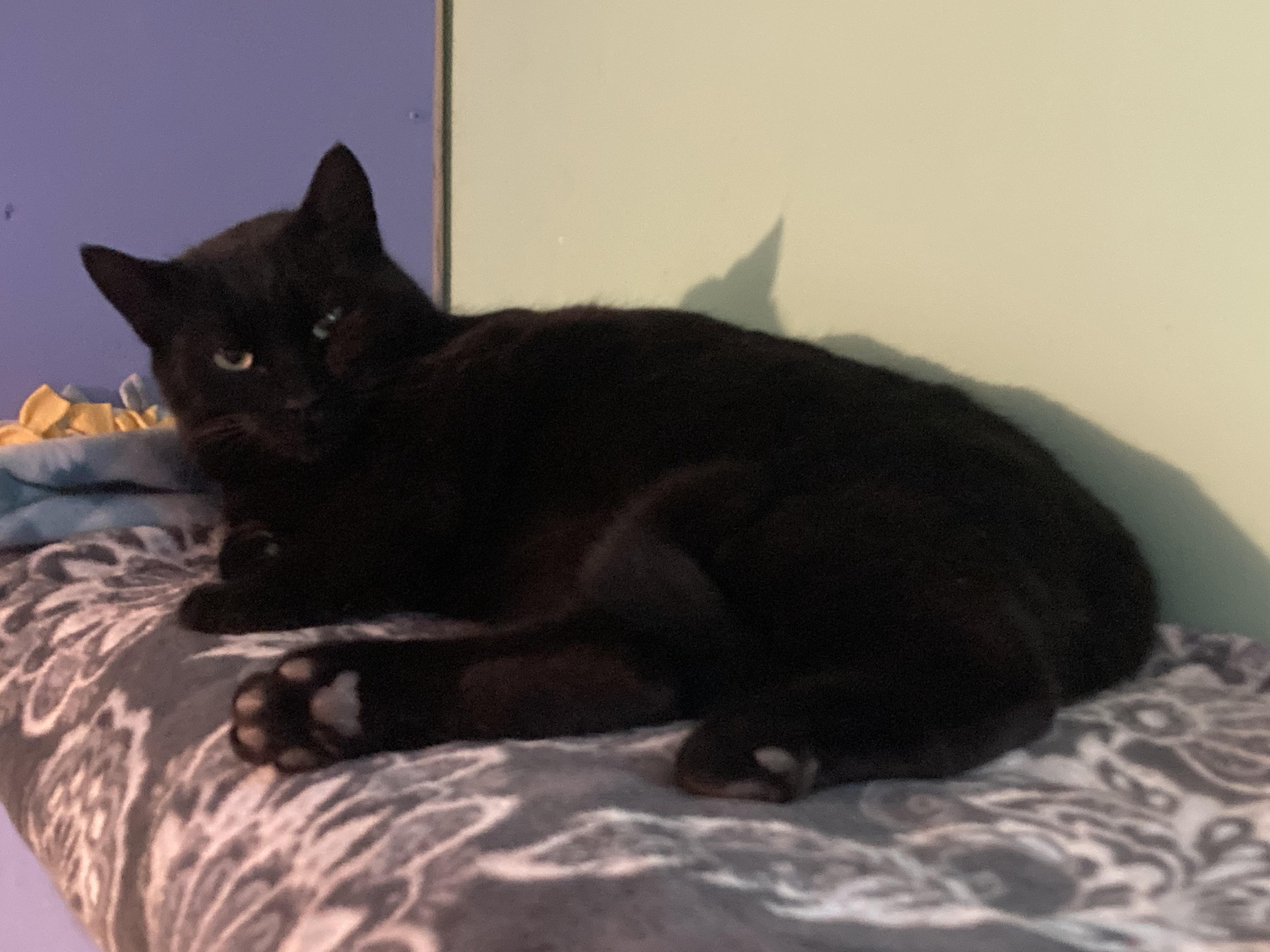 Enlarge Jake and Jessy, an adopted Domestic Short Hair in Albany, NY image 2/4