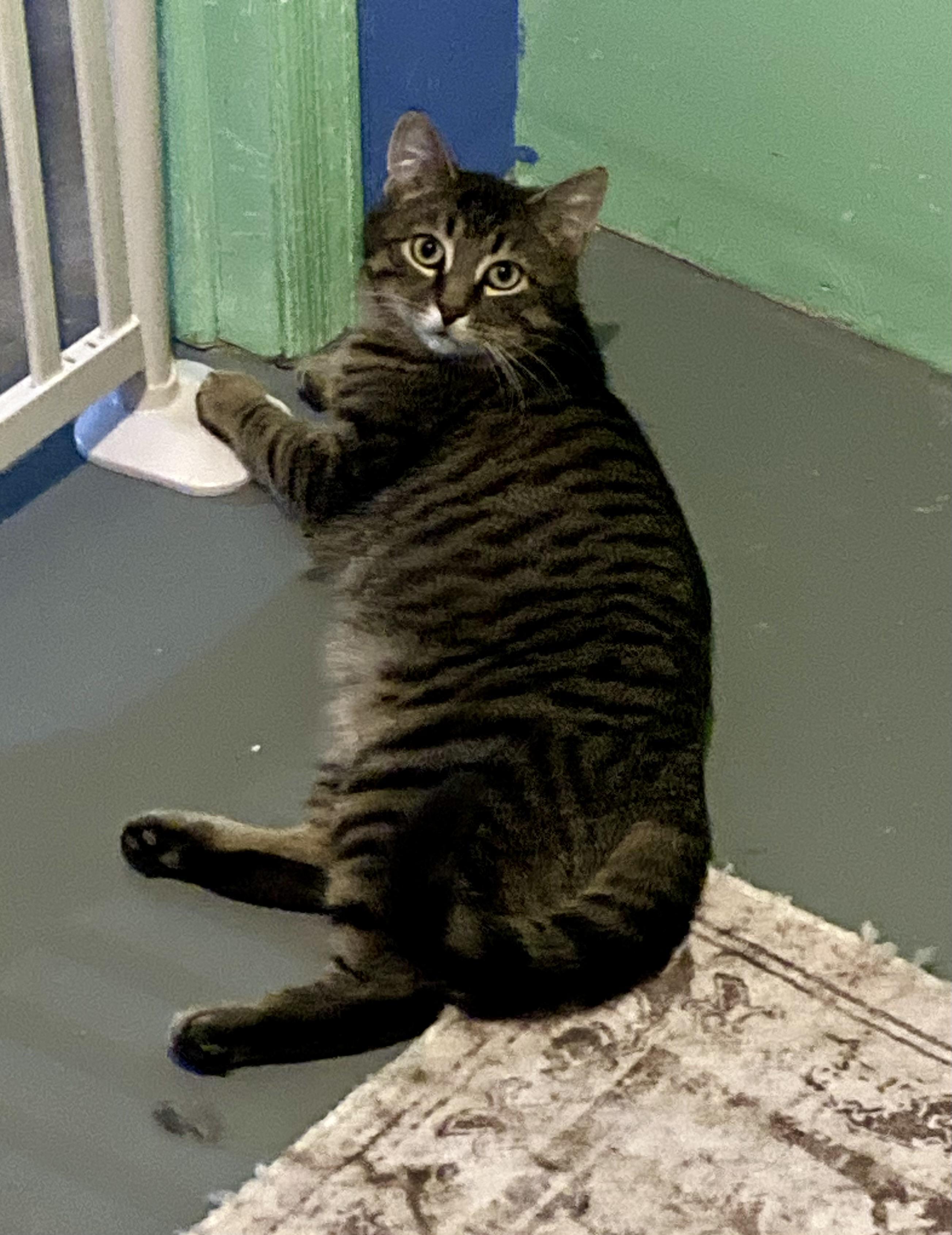 Enlarge Jake and Jessy, an adopted Domestic Short Hair in Albany, NY image 4/4