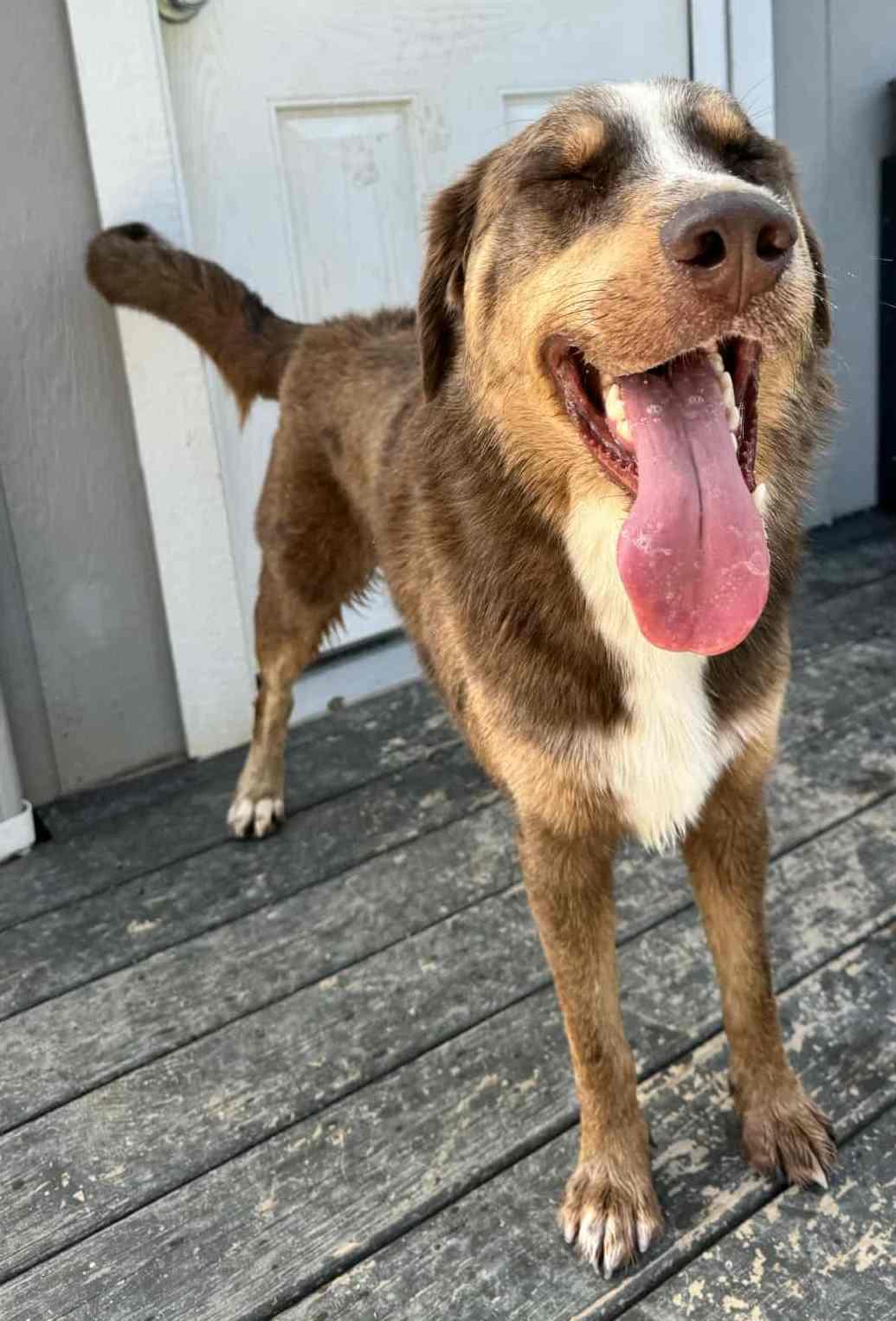 Enlarge Rupp, a Adoptable mixed breed in Richmond, KY image 4/6