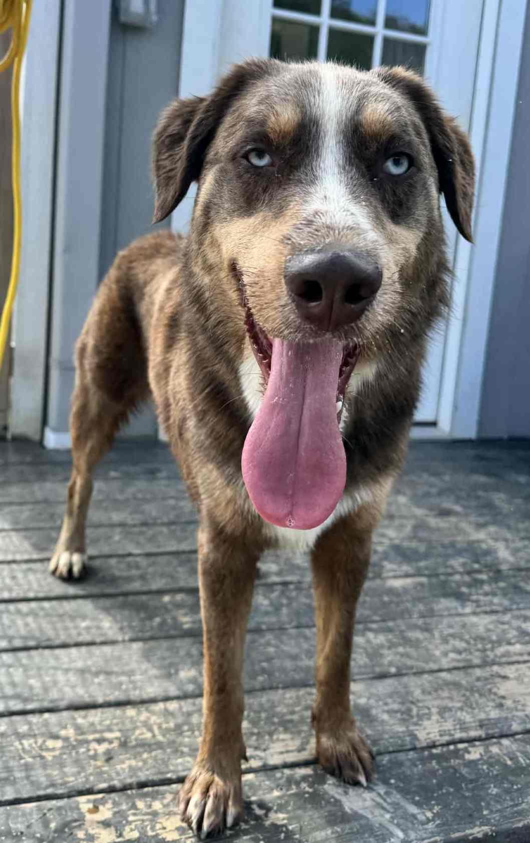 Enlarge Rupp, a Adoptable mixed breed in Richmond, KY image 1/6