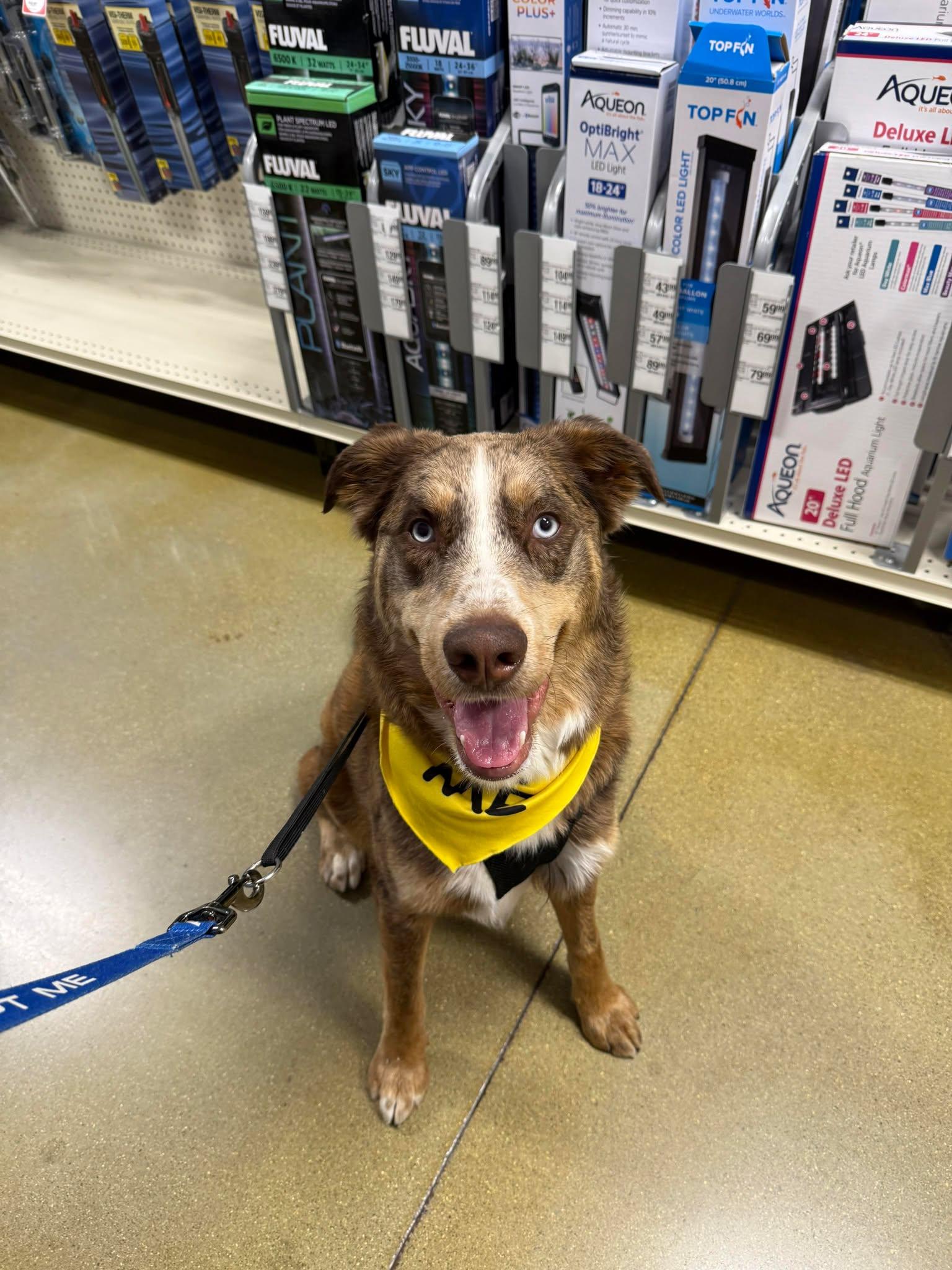 Enlarge Rupp, a Adoptable mixed breed in Richmond, KY image 6/6