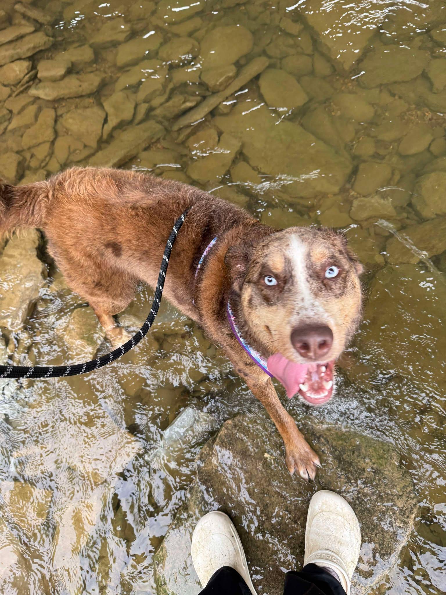 Enlarge Rupp, a Adoptable mixed breed in Richmond, KY image 2/6
