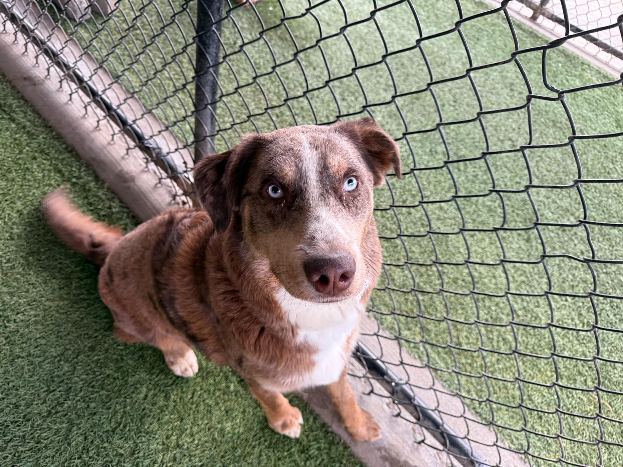 Rupp, Adoptable, Young Male Australian Shepherd.