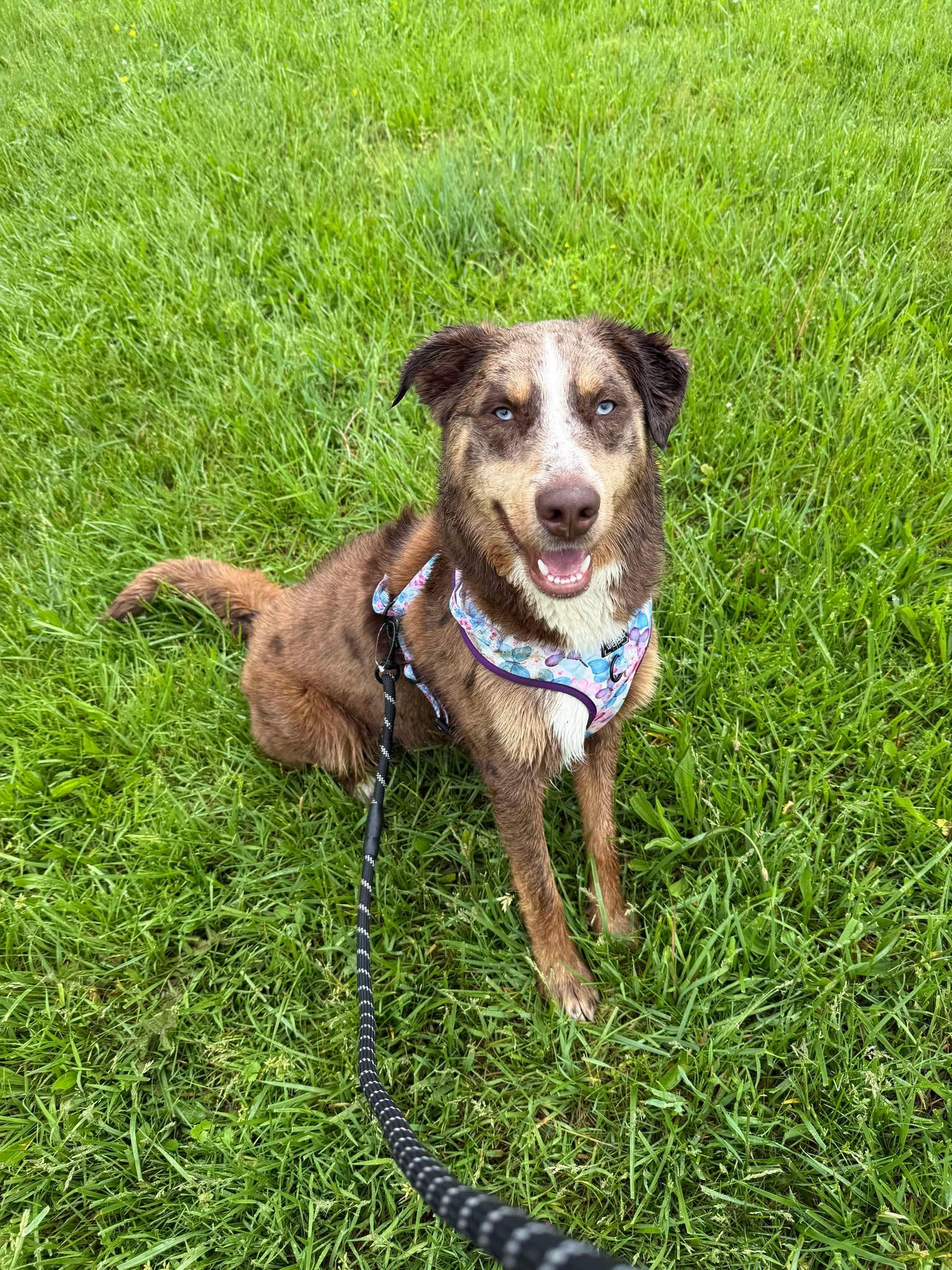 Enlarge Rupp, a Adoptable mixed breed in Richmond, KY image 3/6