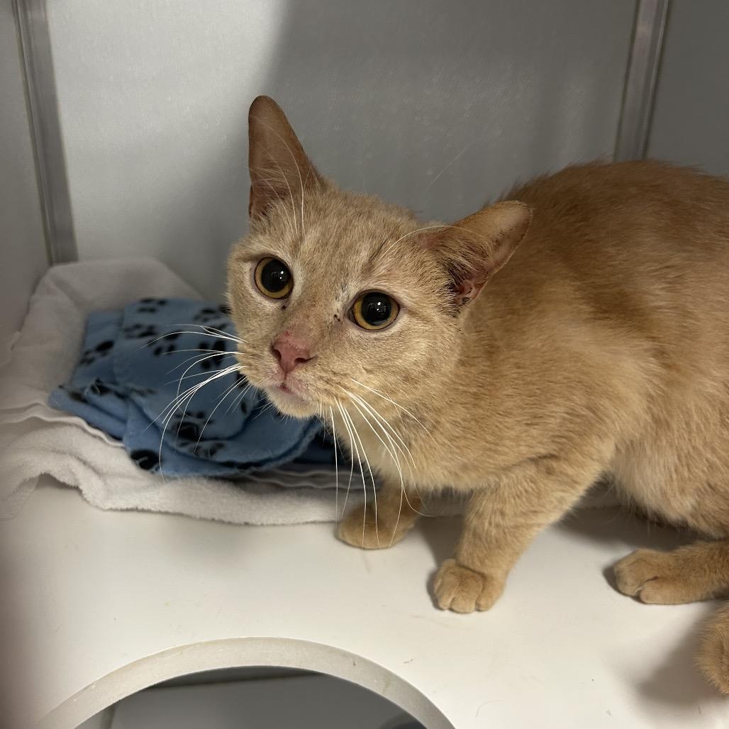 Enlarge Picasso, a Adoptable mixed breed in Binghamton, NY image 1/2