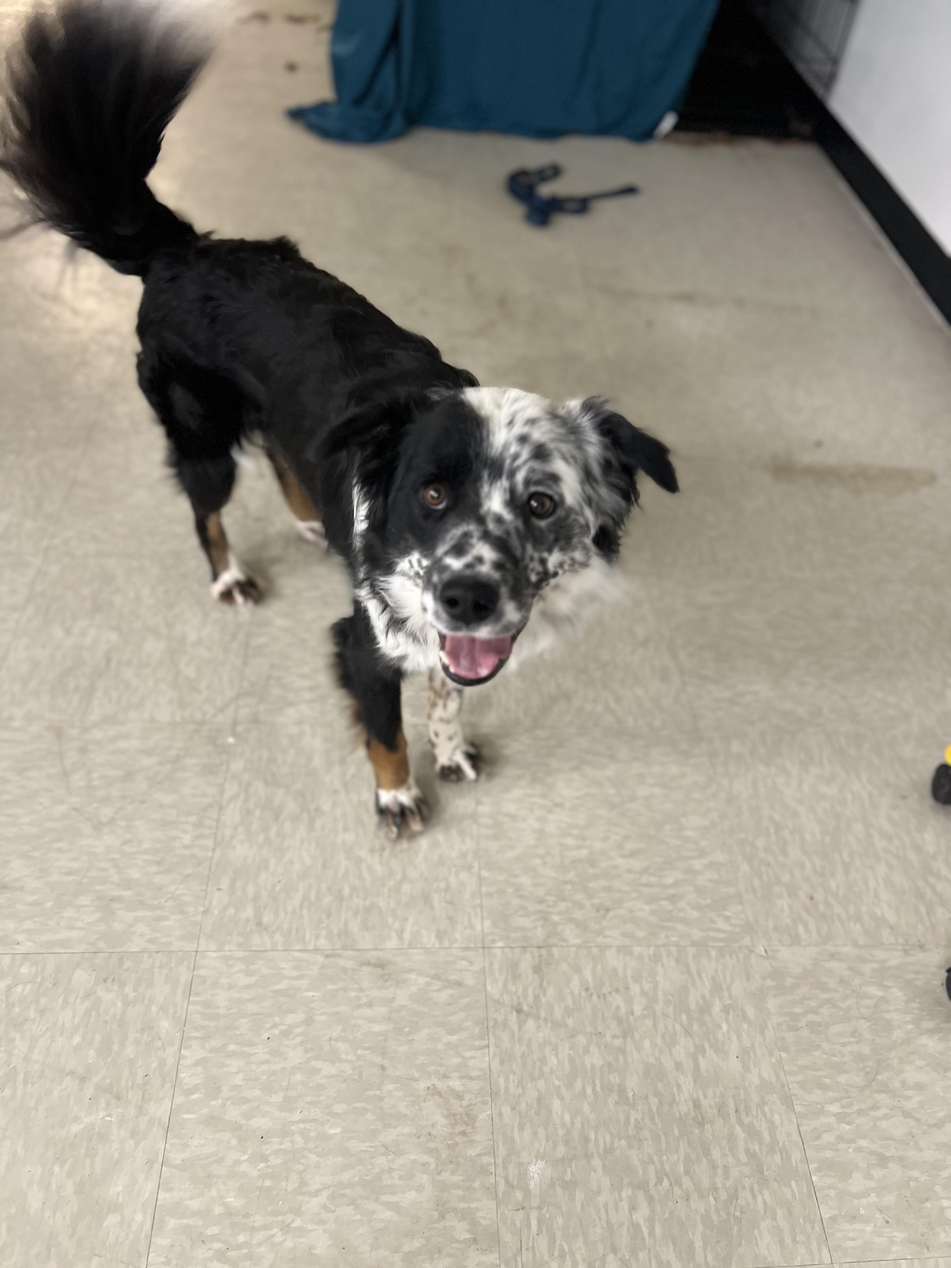 Enlarge Bram, a ADOPTABLE mixed breed in Fort Collins, CO image 2/4