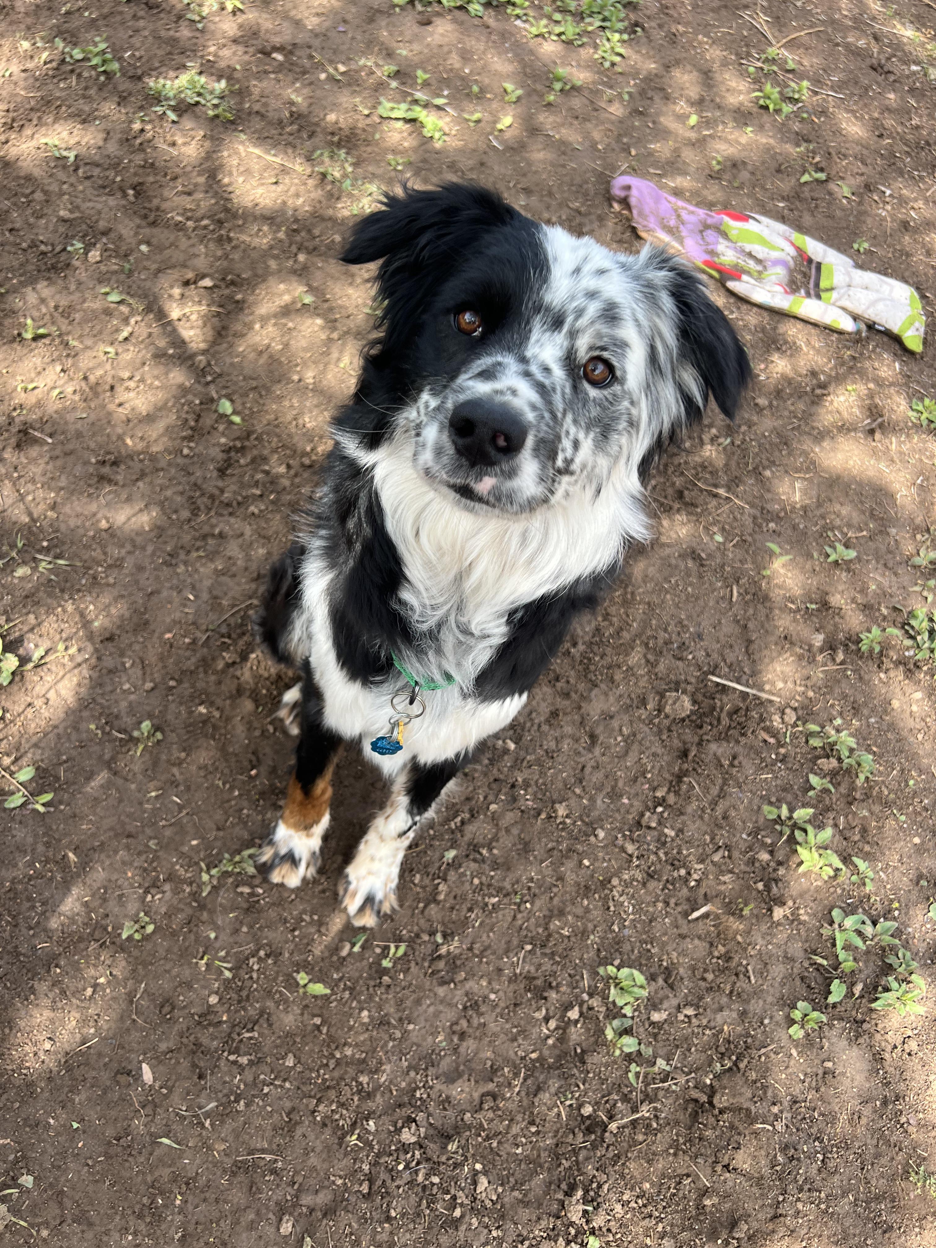 Bram, an adoptable mixed breed in Fort Collins, CO image 6/6