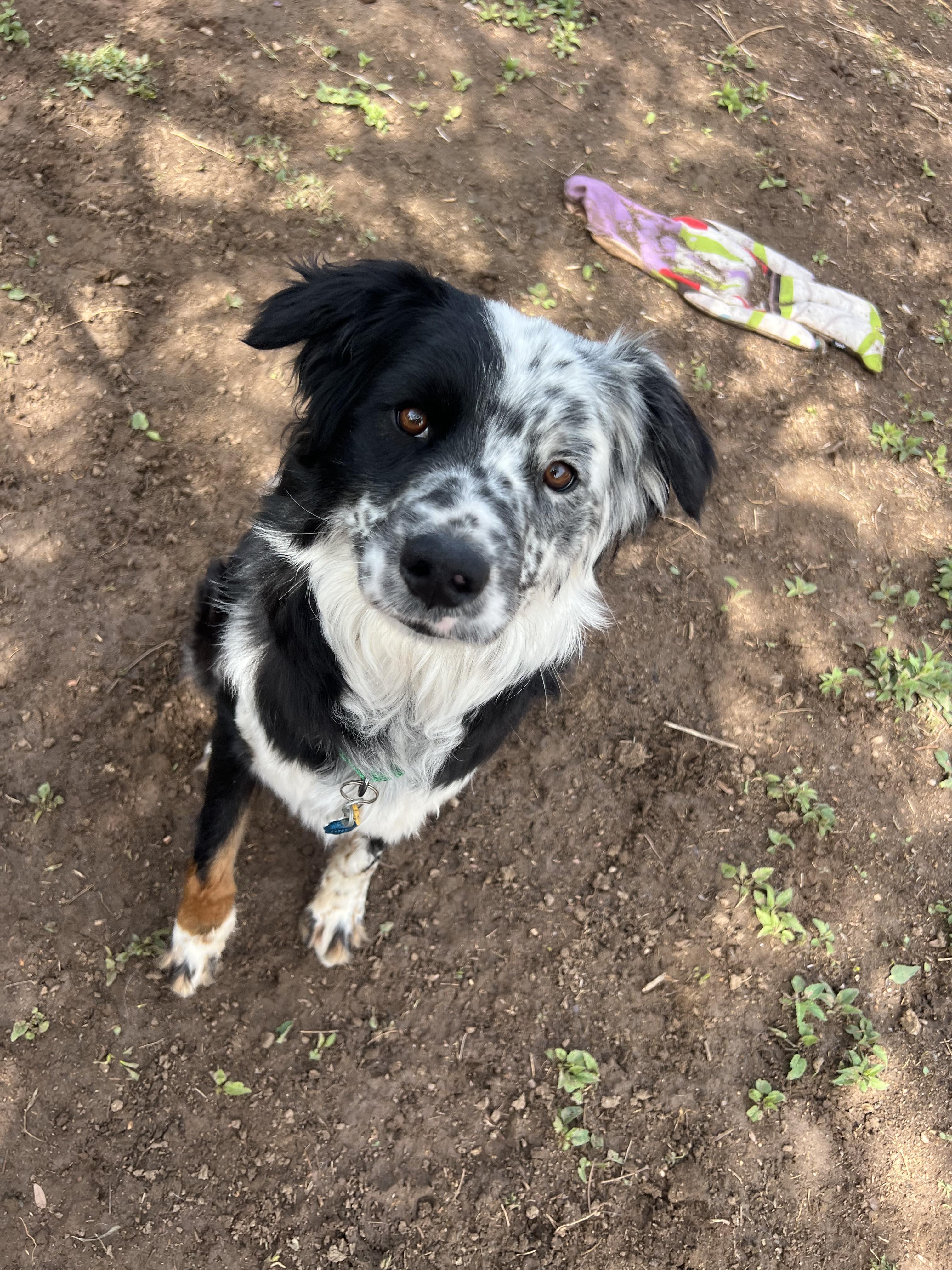 Bram, adoptable, Young Male Border Collie.