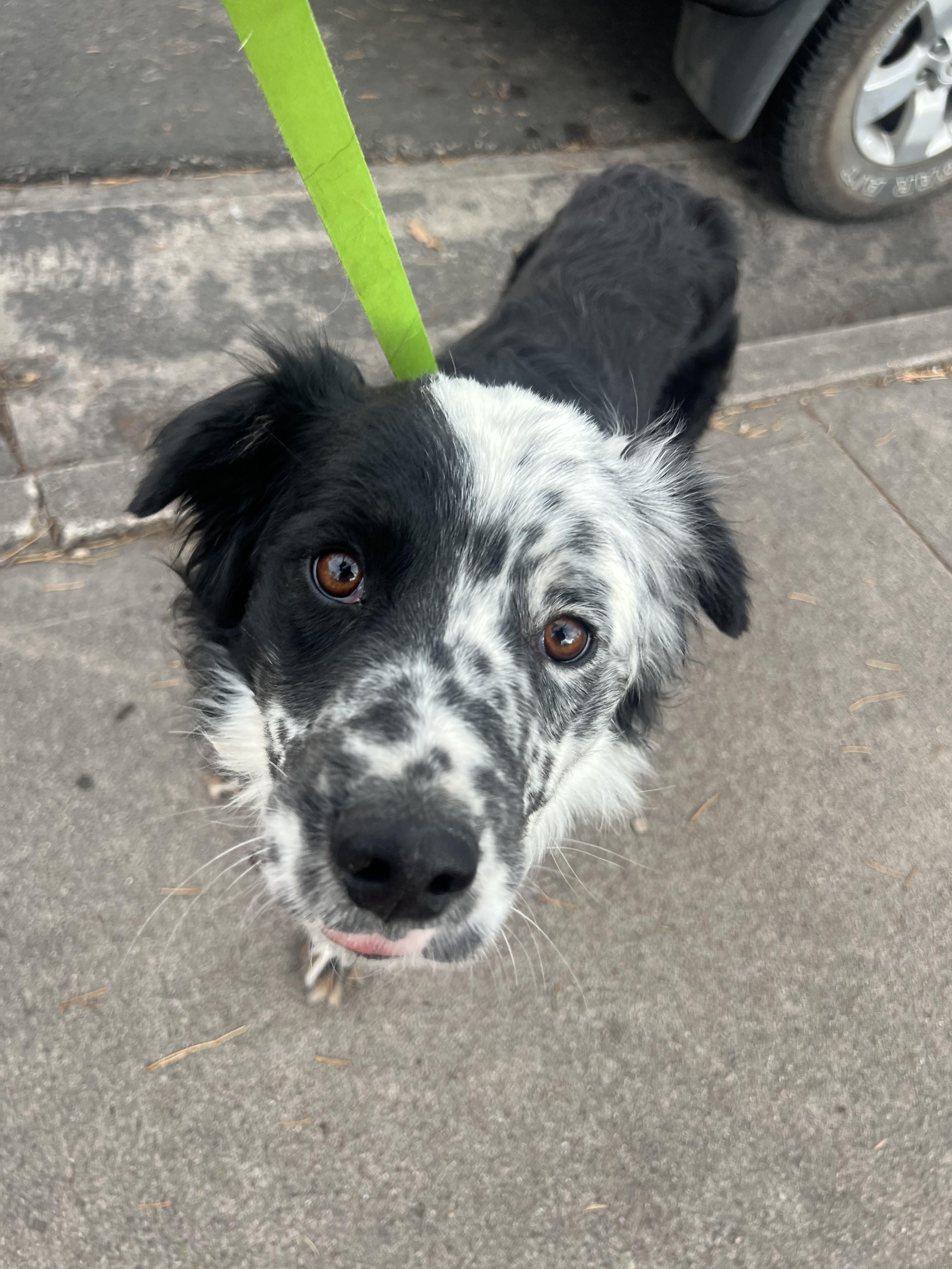 Enlarge Bram, a ADOPTABLE mixed breed in Fort Collins, CO image 1/4
