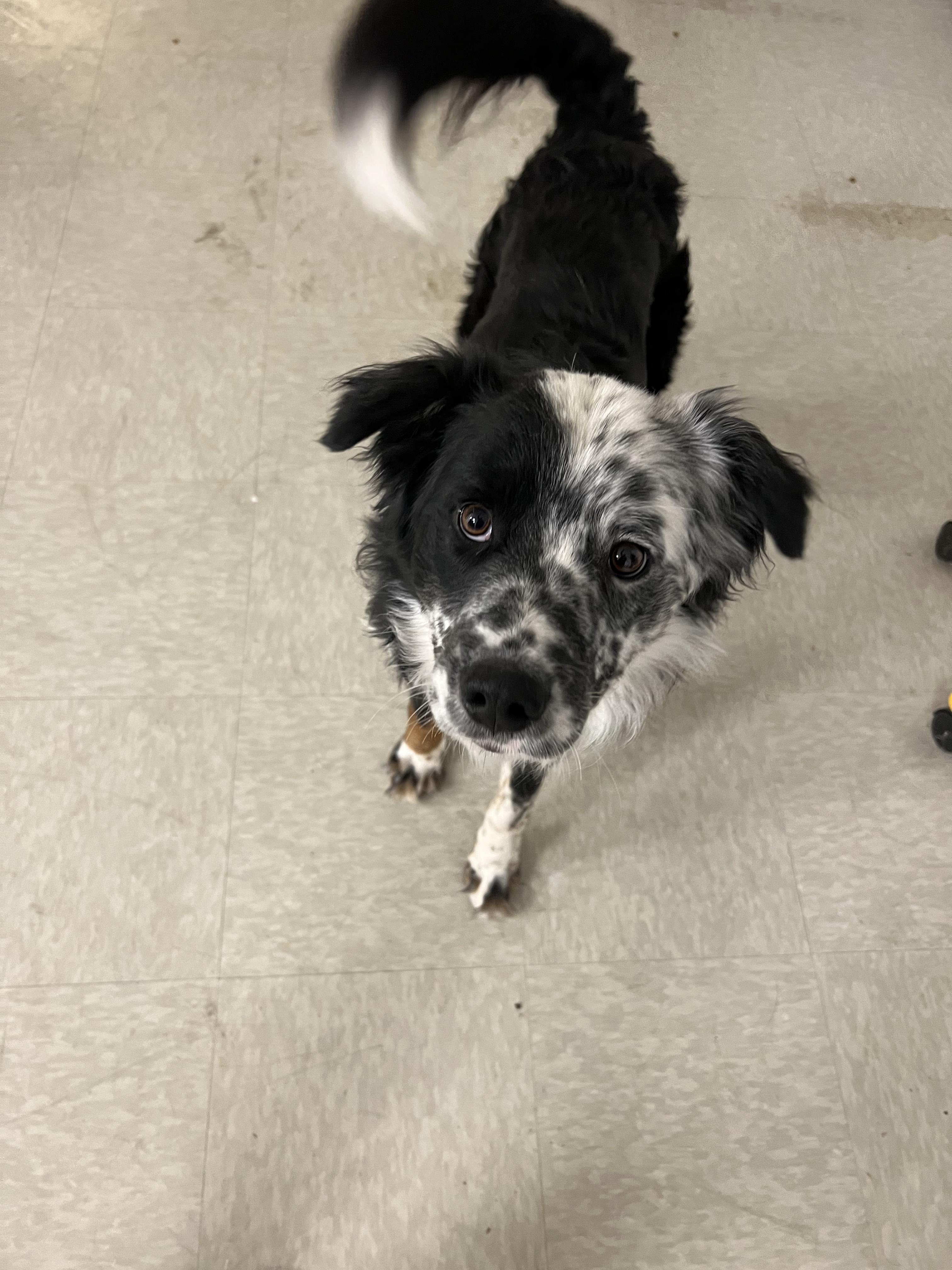 Enlarge Bram, a ADOPTABLE mixed breed in Fort Collins, CO image 4/4