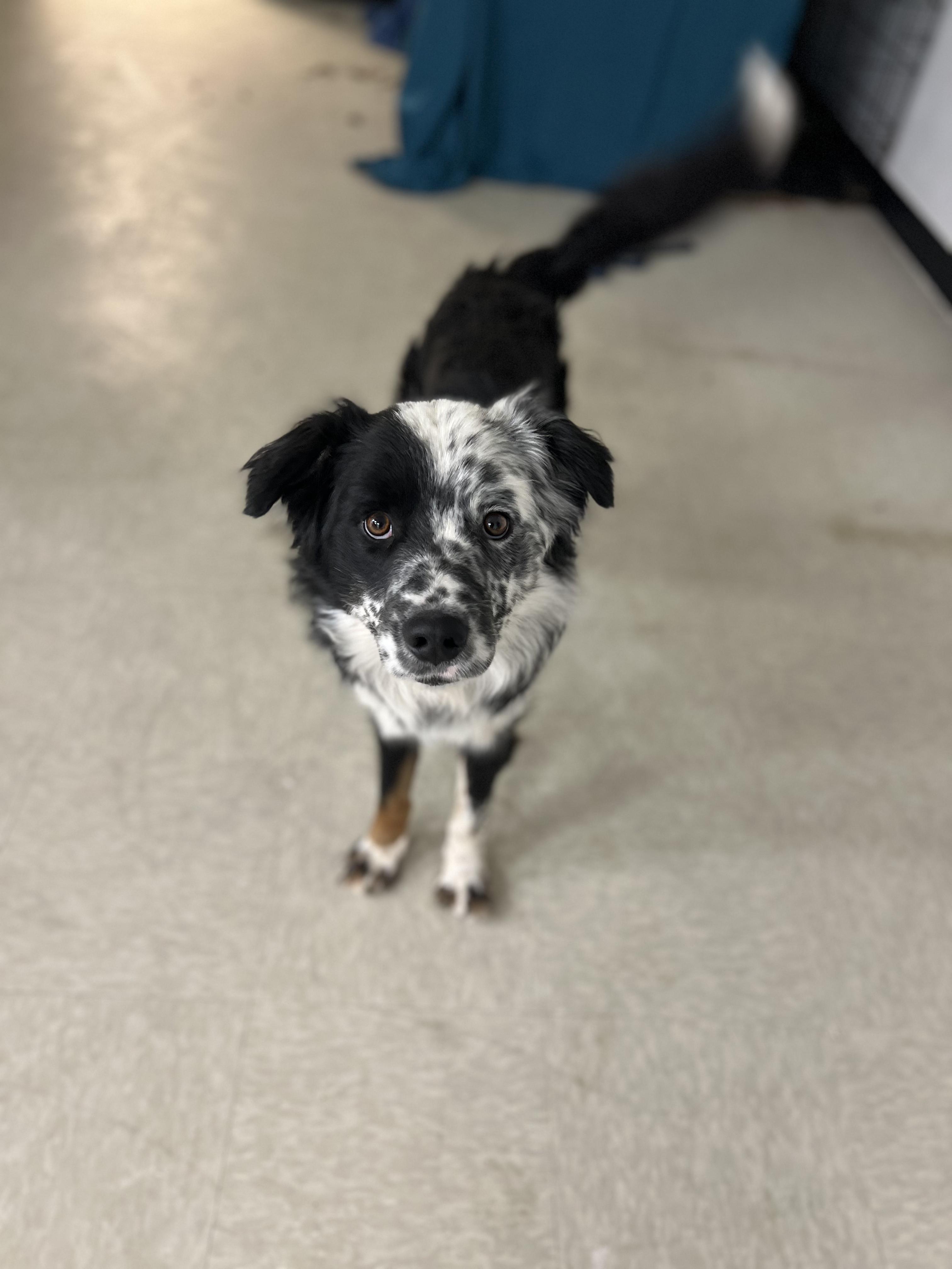 Enlarge Bram, a ADOPTABLE mixed breed in Fort Collins, CO image 3/4