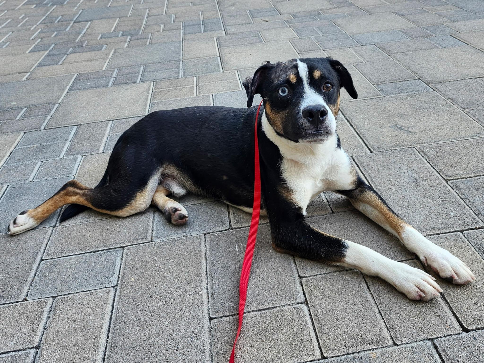 Asiago, Adoptable, Young Male Beagle & Australian Cattle Dog / Blue Heeler.